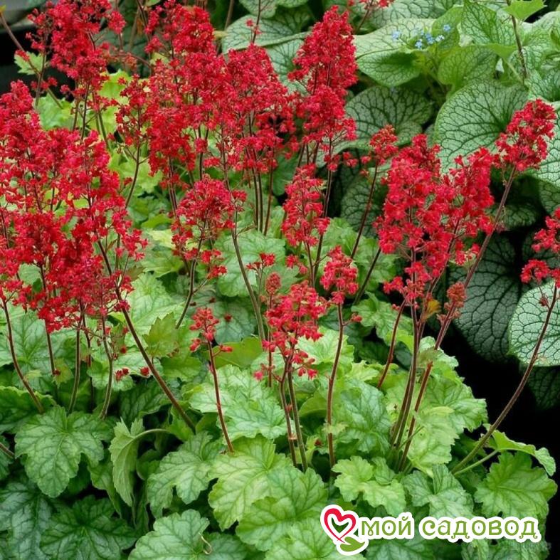 Гейхера Грин Тиа