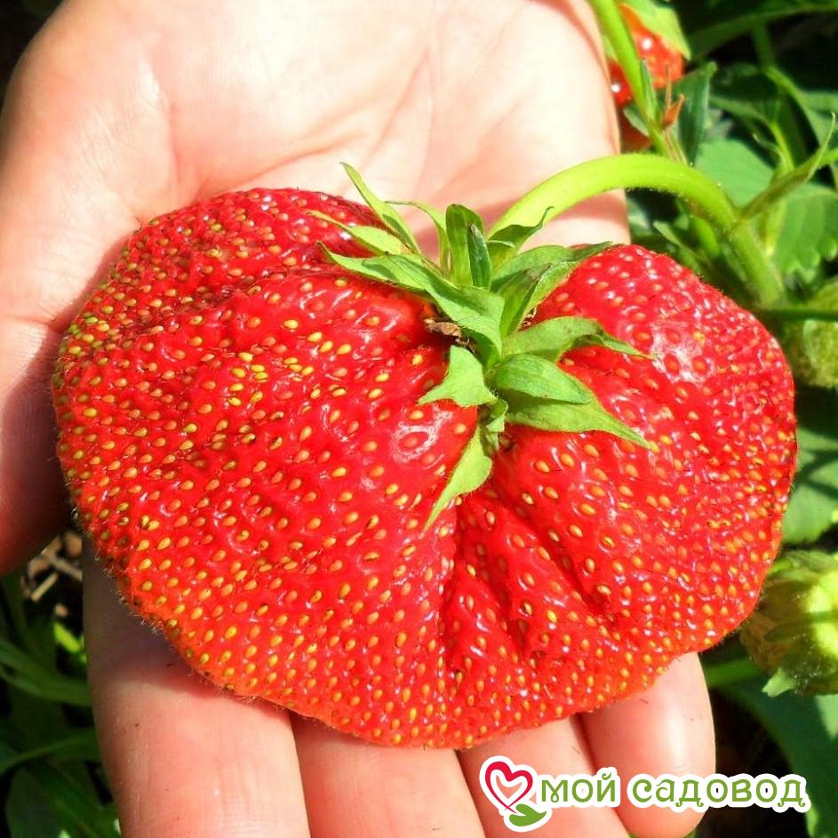 Клубника Гигант русский F1