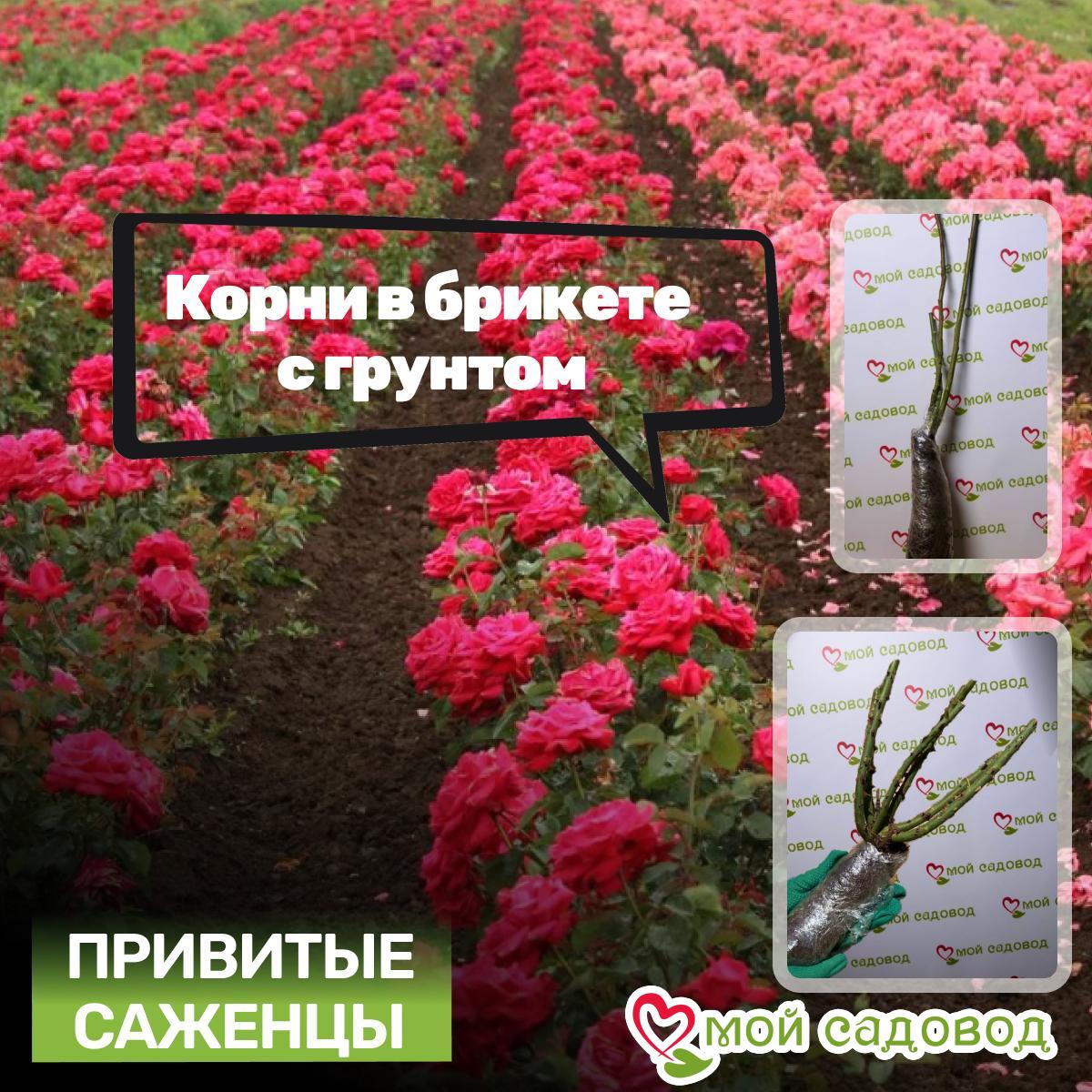 Роза Юбилей папы Мейланда